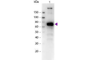Western Blot of Biotin conjugated Goat Anti-Monkey IgM (mu chain) secondary antibody. (山羊 anti-猴 IgM (Chain mu) Antibody (Biotin) - Preadsorbed)