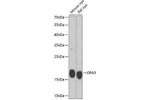 Western blot analysis of extracts of various cell lines using OPA3 Polyclonal Antibody at dilution of 1:1000. (OPA3 抗体)