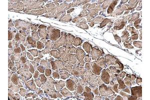 IHC-P Image OGDH antibody [C2C3], C-term detects OGDH protein at mitochondria on mouse muscle by immunohistochemical analysis. (alpha KGDHC 抗体  (C-Term))