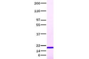 Validation with Western Blot (FIL1h Protein (Transcript Variant 2))