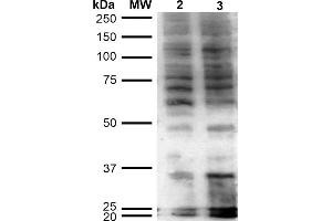 Western Blot analysis of Human Cervical Cancer cell line (HeLa) showing detection of Hexanoyl-Lysine adduct-BSA using Mouse Anti-Hexanoyl-Lysine adduct Monoclonal Antibody, Clone 5D9 . (Hexanoyl-Lysine Adduct (HEL) 抗体 (Biotin))