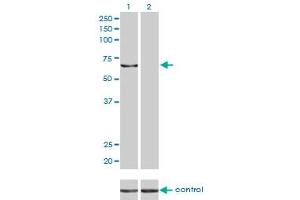 Western blot analysis of KPNA5 over-expressed 293 cell line, cotransfected with KPNA5 Validated Chimera RNAi (Lane 2) or non-transfected control (Lane 1). (KPNA5 抗体  (AA 1-539))
