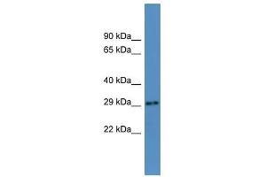 Auh antibody used at 0. (AUH 抗体  (N-Term))