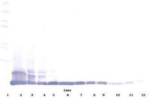 Image no. 1 for anti-Chemokine (C-C Motif) Ligand 12 (Ccl12) antibody (ABIN465845) (Ccl12 抗体)