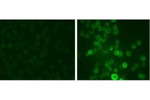 Image no. 1 for anti-Potassium Voltage-Gated Channel, Shaw-Related Subfamily, Member 1 (KCNC1) (pSer503) antibody (ABIN372706) (KCNC1 抗体  (pSer503))