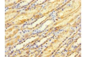 Immunohistochemistry of paraffin-embedded human kidney tissue using ABIN7173107 at dilution of 1:100 (TMEM184B 抗体  (AA 311-407))