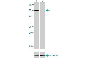 Western blot analysis of LEF1 over-expressed 293 cell line, cotransfected with LEF1 Validated Chimera RNAi (Lane 2) or non-transfected control (Lane 1). (LEF1 抗体  (AA 1-399))
