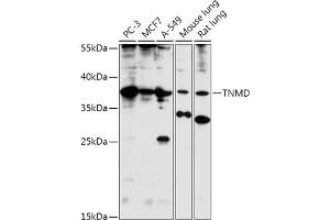 Western blot analysis of extracts of various cell lines, using TNMD antibody (ABIN7270768) at 1:1000 dilution. (TNMD 抗体  (AA 92-187))