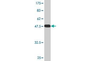 Western Blotting (WB) image for anti-DnaJ (Hsp40) Homolog, Subfamily C, Member 27 (DNAJC27) (AA 1-273) antibody (ABIN526599)