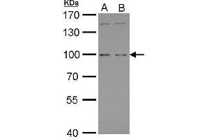 WB Image GPRC6A antibody [C3], C-term detects GPRC6A protein by Western blot analysis. (GPRC6A 抗体  (C-Term))