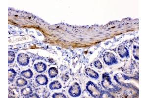 IHC testing of FFPE mouse intestine tissue with CHRNA5 antibody at 1ug/ml. (CHRNA5 抗体  (AA 44-76))
