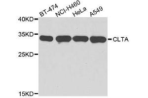 Western blot analysis of extracts of various cell lines, using CLTA antibody. (CLTA 抗体  (AA 1-218))