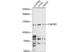 Western blot analysis of extracts of various cell lines, using CNKSR2 antibody (ABIN7266488) at 1:1000 dilution. (CNKSR2 抗体  (AA 400-750))