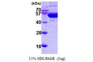 SDS-PAGE (SDS) image for Sep (O-phosphoserine) tRNA:Sec (Selenocysteine) tRNA Synthase (SEPSECS) (AA 1-501) protein (His tag) (ABIN667283)