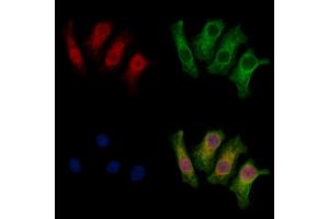 ABIN7094018 and ABIN7098062 staining HepG2 cells by IF/ICC. (THAP2 抗体  (Internal Region))