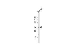 Anti-DAO Antibody (Center)at 1:2000 dilution + human liver lysates Lysates/proteins at 20 μg per lane. (D Amino Acid Oxidase 抗体  (AA 216-248))