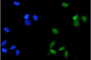 IF analysis of PP2A-alpha/PPP2CA using anti-PP2A-alpha/PPP2CA antibody (ABIN7599250).