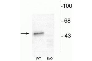 Western blot of mouse forebrain lysates from Wild Type (WT) and α1-knockout (K/O) animals showing specific immunolabeling of the ~51 kDa α1-subunit of the GABAA-R. (GABRA1 抗体  (N-Term))