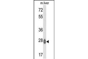 Western blot analysis of ETHE1 Antibody in mouse liver tissue lysates (35ug/lane) (ETHE1 抗体  (C-Term))