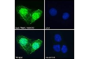 Immunofluorescence (IF) image for anti-Hepatitis A Virus Cellular Receptor 2 (TIM 3) (Internal Region) antibody (ABIN185571)