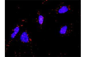 Proximity Ligation Analysis of protein-protein interactions between FGF1 and FGFR4. (FGFR4 抗体  (AA 31-145))