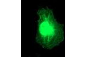 Immunofluorescence (IF) image for anti-Regulator of G-Protein Signaling 5 (RGS5) (AA 1-181) antibody (ABIN1490600) (RGS5 抗体  (AA 1-181))