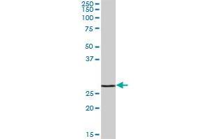 GAMT MaxPab polyclonal antibody. (GAMT 抗体  (AA 1-236))