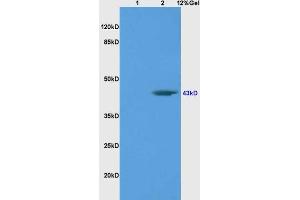 SDS-PAGE (SDS) image for anti-POU Domain, Class 4, Transcription Factor 1 (POU4F1) (AA 325-419) antibody (ABIN702400)