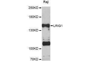 Western blot analysis of extracts of Raji cells, using LRIG1 Antibody (ABIN5998148) at 1:3000 dilution. (Lrig1 抗体)