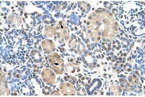 Human kidney; ZNF274 antibody - N-terminal region in Human kidney cells using Immunohistochemistry (ZNF274 抗体  (N-Term))