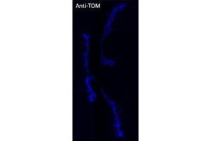 Immunofluorescence (IF) image for anti-tdTomato Fluorescent Protein (tdTomato) antibody (DyLight 405) (ABIN7273111) (tdTomato 抗体  (DyLight 405))