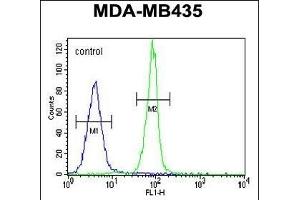CASP3 Antibody (C-term) (ABIN655271 and ABIN2844863) flow cytometric analysis of MDA-M cells (right histogram) compared to a negative control cell (left histogram). (Caspase 3 抗体  (C-Term))