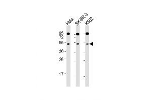 Western Blot at 1:2000 dilution Lane 1: Hela whole cell lysate Lane 2: SK-BR-3 whole cell lysate Lane 3: K562 whole cell lysate Lysates/proteins at 20 ug per lane. (SLC16A13 抗体  (C-Term))