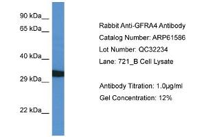 Western Blotting (WB) image for anti-GDNF Family Receptor alpha 4 (GFRA4) (C-Term) antibody (ABIN2774318) (GFRA4 抗体  (C-Term))