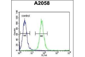 ABHEB Antibody (C-term) (ABIN653654 and ABIN2842995) flow cytometric analysis of  cells (right histogram) compared to a negative control cell (left histogram). (ABHD14B 抗体  (C-Term))