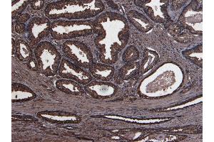 ABIN185470 (8 μg/mL) staining of paraffin embedded Human Prostate. (PLAU 抗体  (C-Term))
