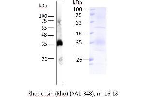 Image no. 2 for Rho-related GTP-binding protein (RhO (pan)) (AA 1-348) protein (ABIN3085265) (Rho-related GTP-binding protein Protein (RhO (pan)) (AA 1-348))