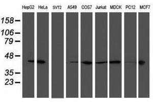 Image no. 2 for anti-Spermine Synthase, SMS (SMS) antibody (ABIN1501095) (SMS 抗体)