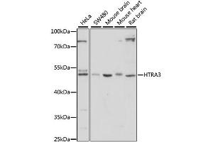 Western blot analysis of extracts of various cell lines, using HTRA3 antibody. (HTRA3 抗体)