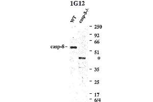 Western blot using anti-Caspase-8 (mouse), mAb (1G12)  detecting endogenous caspase-8 in MEFs from WT mice, but not in MEFs from caspase-8-/- mice. (Caspase 8 抗体)