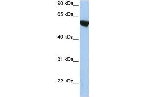 Western Blotting (WB) image for anti-Amyloid beta (A4) Precursor Protein-Binding, Family A, Member 3 (APBA3) (N-Term) antibody (ABIN926957)