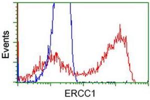 HEK293T cells transfected with either RC200478 overexpress plasmid (Red) or empty vector control plasmid (Blue) were immunostained by anti-ERCC1 antibody (ABIN2453000), and then analyzed by flow cytometry. (ERCC1 抗体)