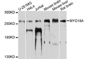 Western blot analysis of extracts of various cells, using MYO18A antibody. (Myosin XVIIIA 抗体)