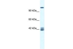 Western Blotting (WB) image for anti-Glutamate Receptor, Ionotropic, N-Methyl D-Aspartate 2c (GRIN2C) antibody (ABIN2461089) (GRIN2C 抗体)