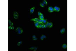 Immunofluorescent analysis of HepG2 cells using ABIN7173684 at dilution of 1:100 and Alexa Fluor 488-congugated AffiniPure Goat Anti-Rabbit IgG(H+L) (TUBB3 抗体  (AA 1-210))