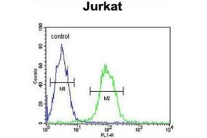 T150A Antibody (Center) flow cytometric analysis of Jurkat cells (right histogram) compared to a negative control cell (left histogram). (TMEM150A 抗体  (Middle Region))
