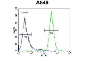 Flow cytometric analysis of A549 cells using Neugrin Antibody (C-term) Cat. (NGRN 抗体  (C-Term))