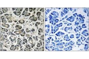 Immunohistochemistry analysis of paraffin-embedded human pancreas tissue, using NDUFA8 Antibody. (NDUFA8 抗体  (AA 109-158))