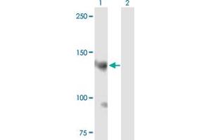Western Blot analysis of AKAP13 expression in transfected 293T cell line by AKAP13 MaxPab polyclonal antibody. (AKAP13 抗体  (AA 1-1058))