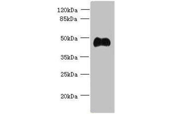 ABI3 Antikörper  (AA 1-366)